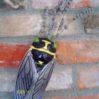 provence cicada, cigale